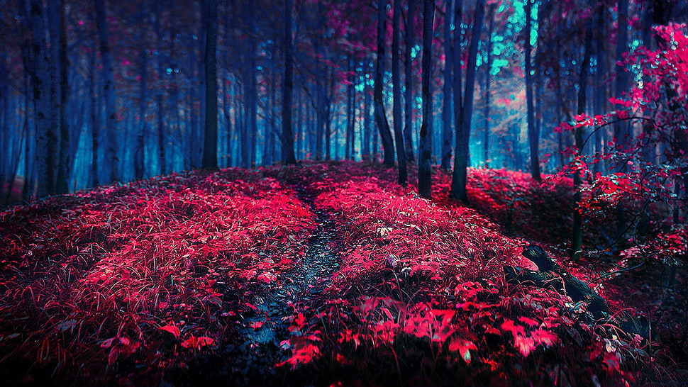macro photography of red leaf tree HD wallpaper