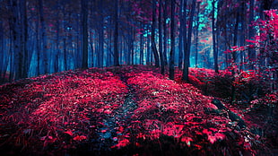 macro photography of red leaf tree