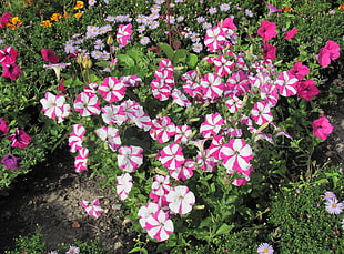 photo of white and pink petaled flowers