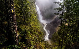 waterfalls, nature, forest, trees, waterfall HD wallpaper