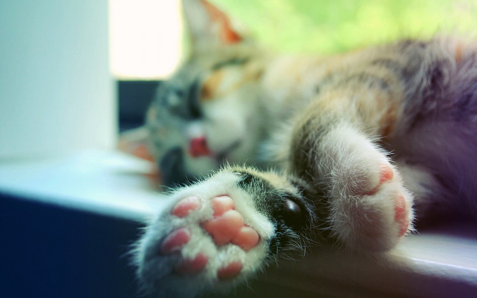 grey cat sleeping HD wallpaper