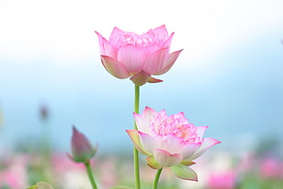 focus photography of pink and white petaled flowers, lotus
