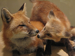 two orange fox, foxes