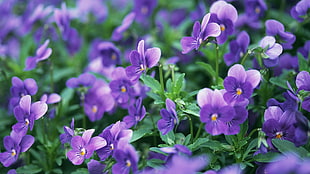 pink-and-purple pansies closeup photography