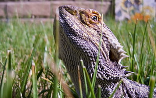 black and white bearded dragon