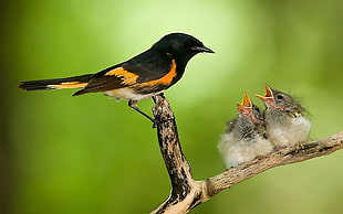 black bird on tree with two gray chicks during daytime