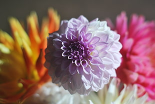 white and pink dahlia flower