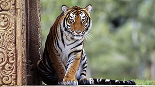 brown and white tiger, nature, animals, tiger, big cats