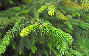 green leaves, nature, plants, trees, spruce