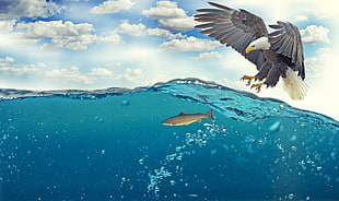 bald eagle hunting fish HD wallpaper