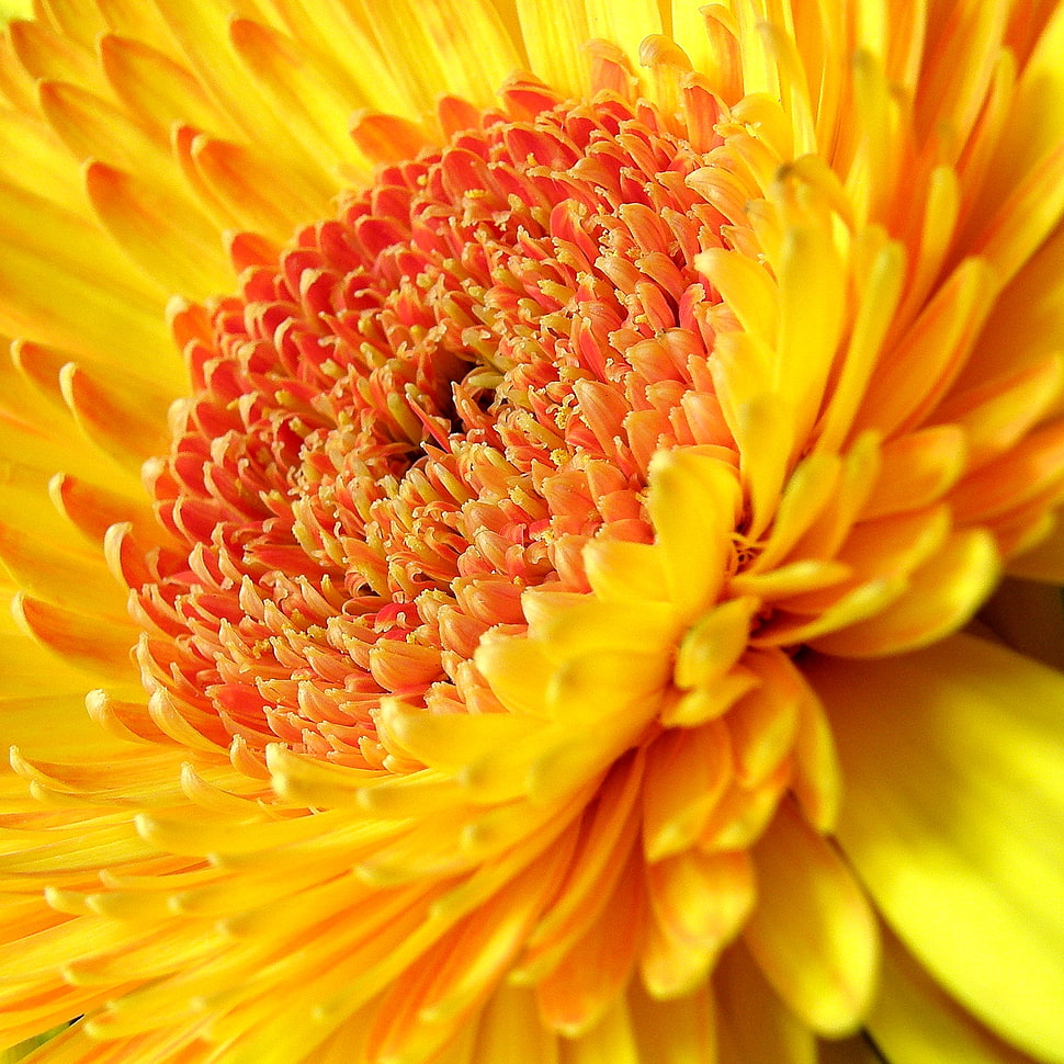 yellow flower HD wallpaper