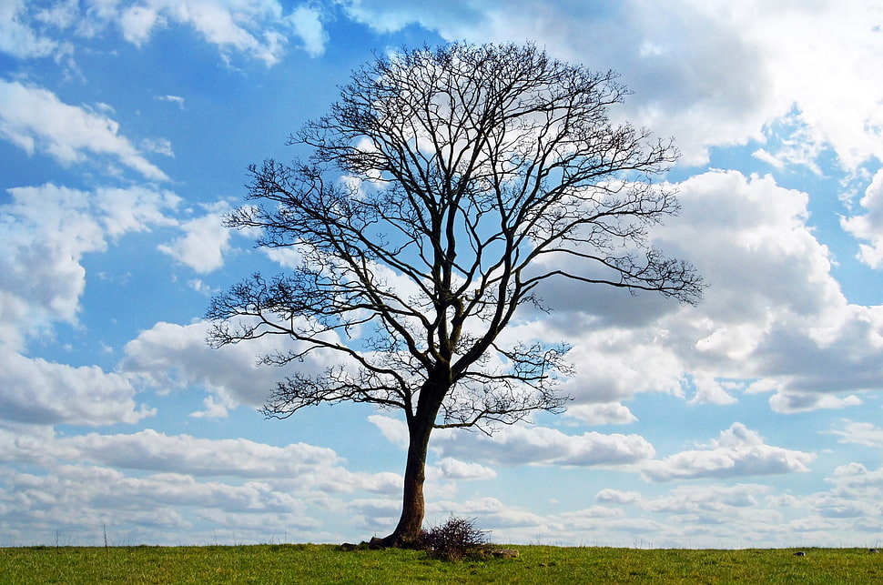 fearless tree under Columbus clouds photo HD wallpaper