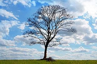 fearless tree under Columbus clouds photo