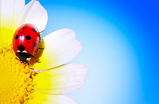 Ladybug yellow and white flower HD wallpaper