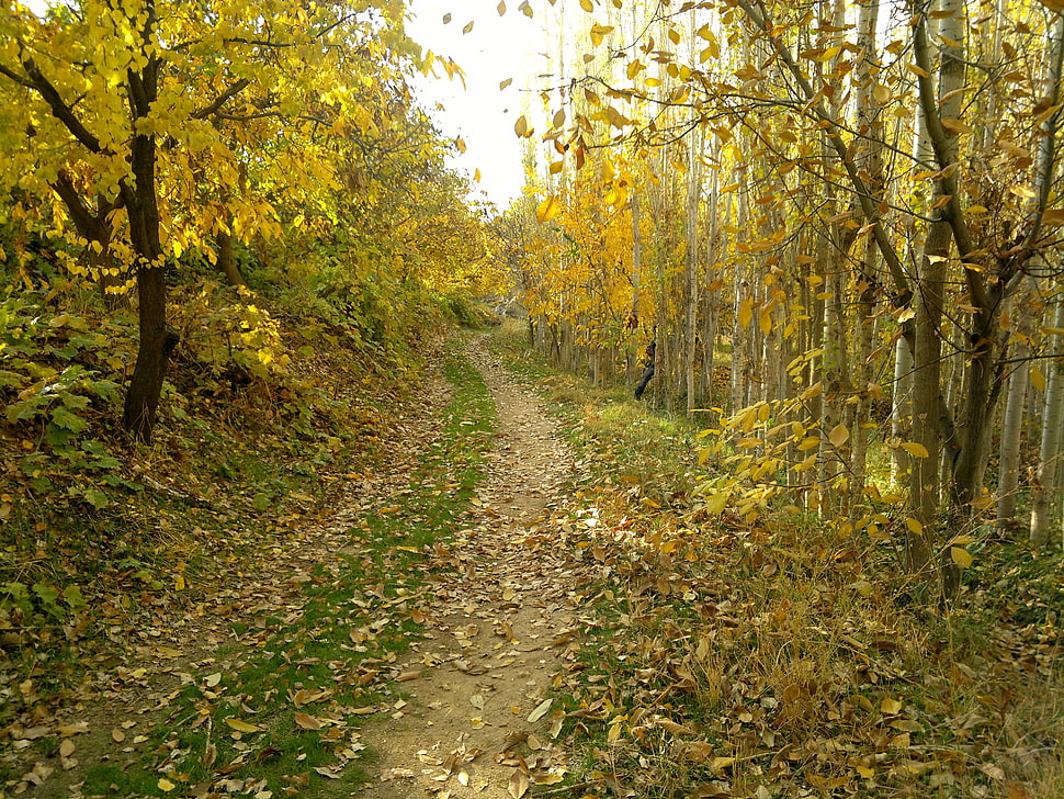 green trees, forest HD wallpaper