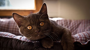 closeup photo of black cat lying on red and blue plaid pet bed