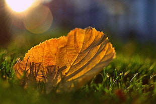 selective focus photography of dried maple leaf on green grass