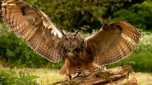 Owl on top of wooden log