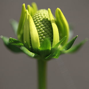 green flower bud focus photography HD wallpaper