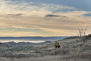 brown animal near rocks during daytime, bison HD wallpaper
