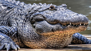 black crocodile, crocodiles, animals HD wallpaper