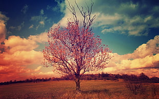 sephia photography of brown tree under cloudy skies