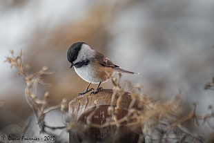 selective photography of Chickadee perched on stump, black-capped chickadee