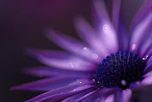 purple flower shallow focus photography, flowers, purple flowers HD wallpaper