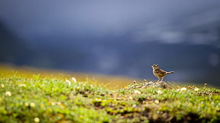 white and brown bird on top of gray rock at daytime, white-crowned sparrow HD wallpaper