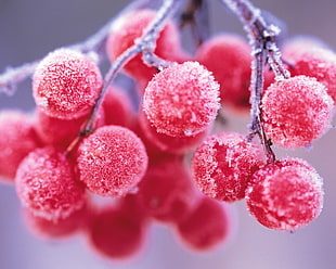 close up photography of frosty round red fruits