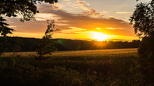 grass field, sunset, landscape, field, Sweden HD wallpaper