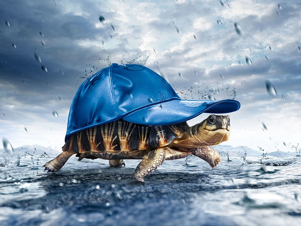 brown turtle with blue snapback cap walking during raining HD wallpaper