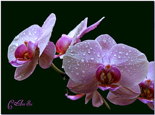 selective photo of moth orchid