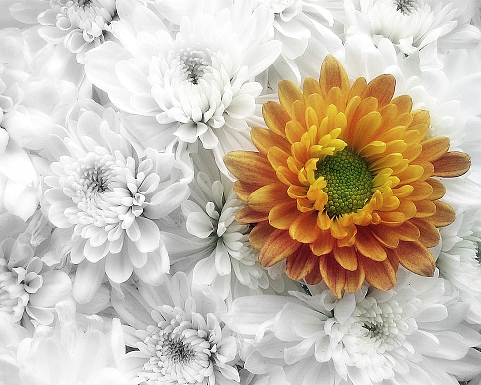 selective color photography of yellow Chrysanthemum flower HD wallpaper