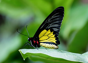 selective focus of black and yellow butterfly on green leaf plant, birdwing, ornithoptera