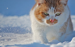 short-fur white and orange cat walking on snow field during daytime close-up photo