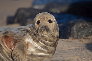 sea lion, Fur seal, Look, Cute HD wallpaper