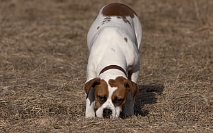 adult white and tan Boxer on withered grass field