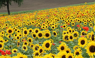 Sunflower garden photography HD wallpaper