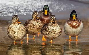 mallard ducks HD wallpaper