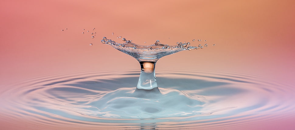 macro photography of water drop HD wallpaper