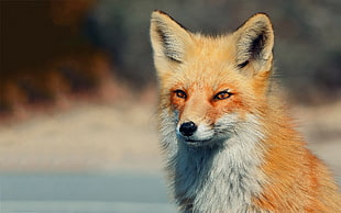 red fox, animals, fox