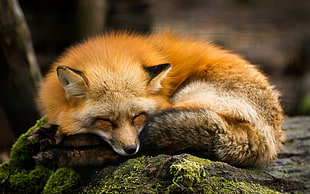 orange and black fox resting
