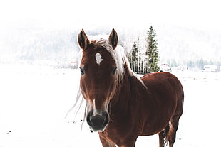 brown horse in snowfield