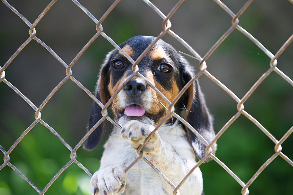 closeup photo of short-coated tricolor puppy HD wallpaper