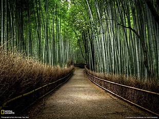 National Geographic bamboo tree, forest, pathway, solice, National Geographic HD wallpaper