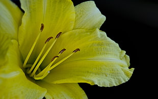 yellow Lily flower in bloom macro photo