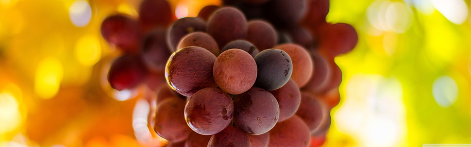 brown grapes, grapes, fruit, food HD wallpaper