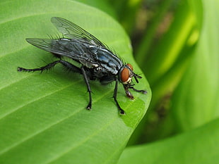 black and brown fly on top of green leaf, flesh fly