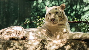 white tiger on a log during day time HD wallpaper